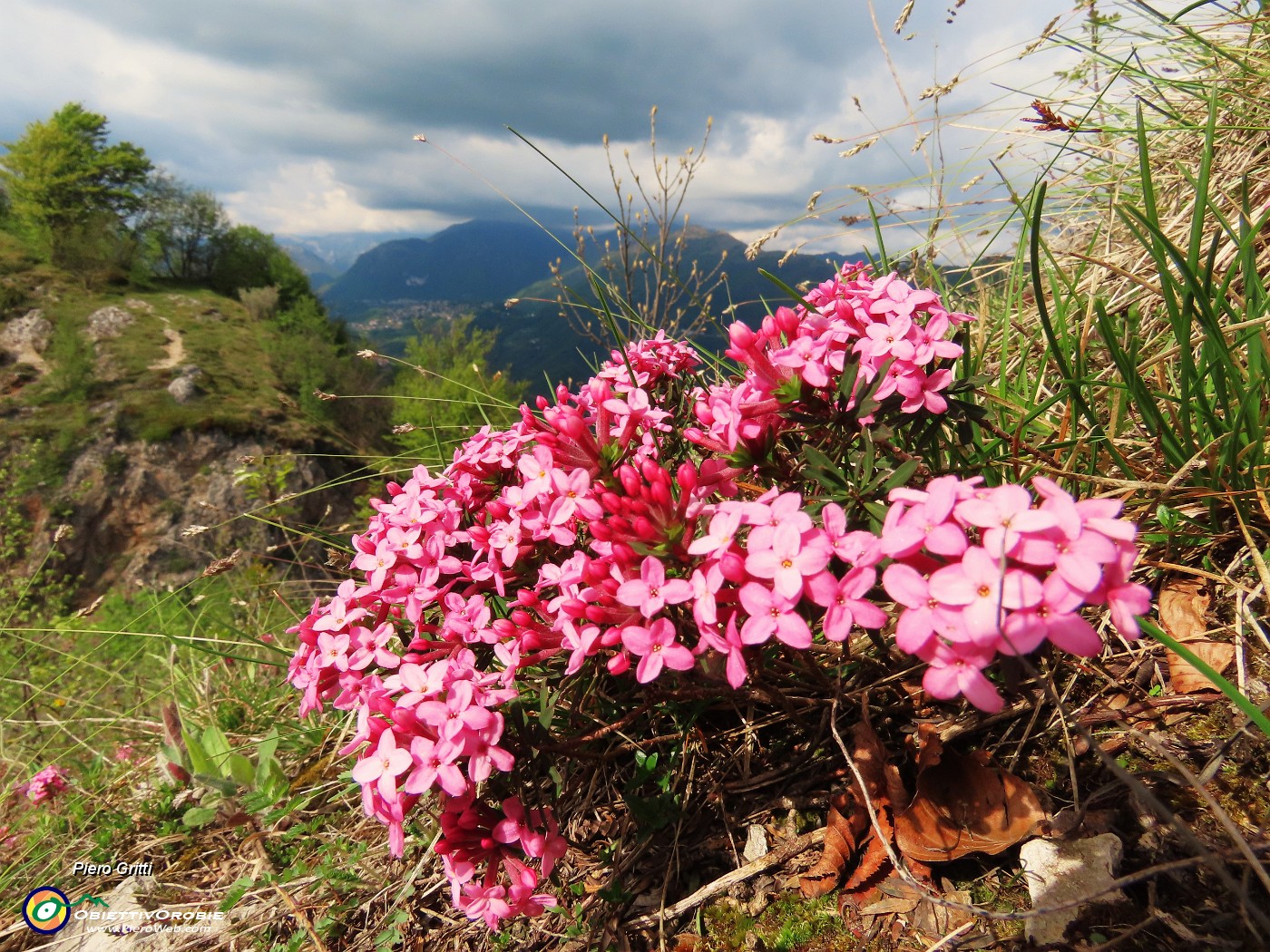 06 Daphne cneorum (Cneoro) coloratissima e profumatissima.JPG